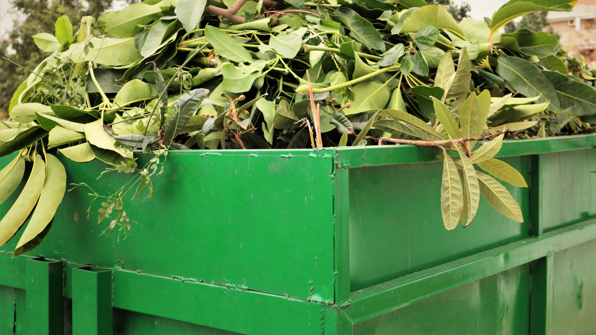 Grüner Abfallcontainer. Der Container ist mit Grünschnitt beladen, welcher weit über die Öffnung hinausragt.