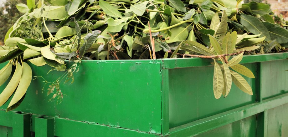 Grünabfall in Container Grüner Abfallcontainer. Der Container ist mit Grünschnitt beladen, welcher weit über die Öffnung hinausragt.